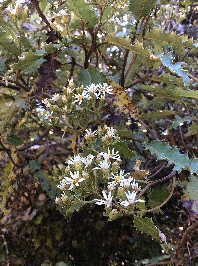 Hakeke (Olearia ilicifolia) showing its distinctive spiny-edged leaves and white daisy flowers