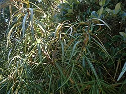 Olearia lacunosa related plant