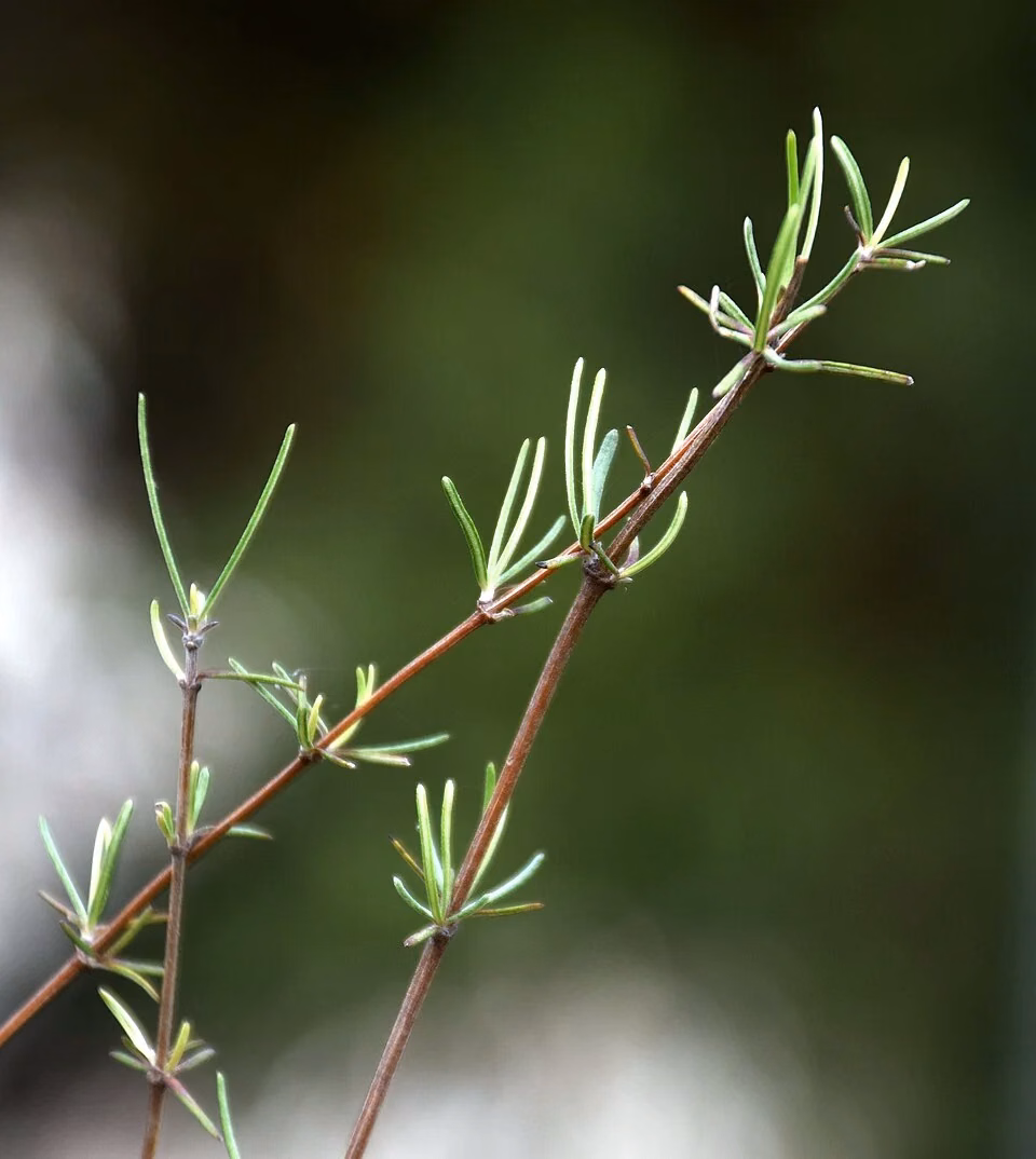 Shore Tree Daisy (Olearia lineata)