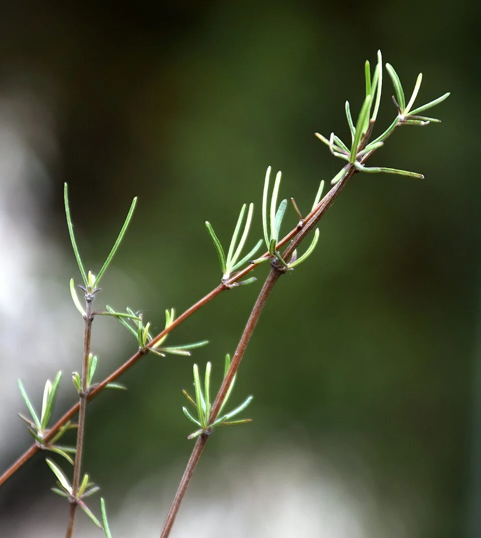 Olearia lineata with narrow twiggy foliage
