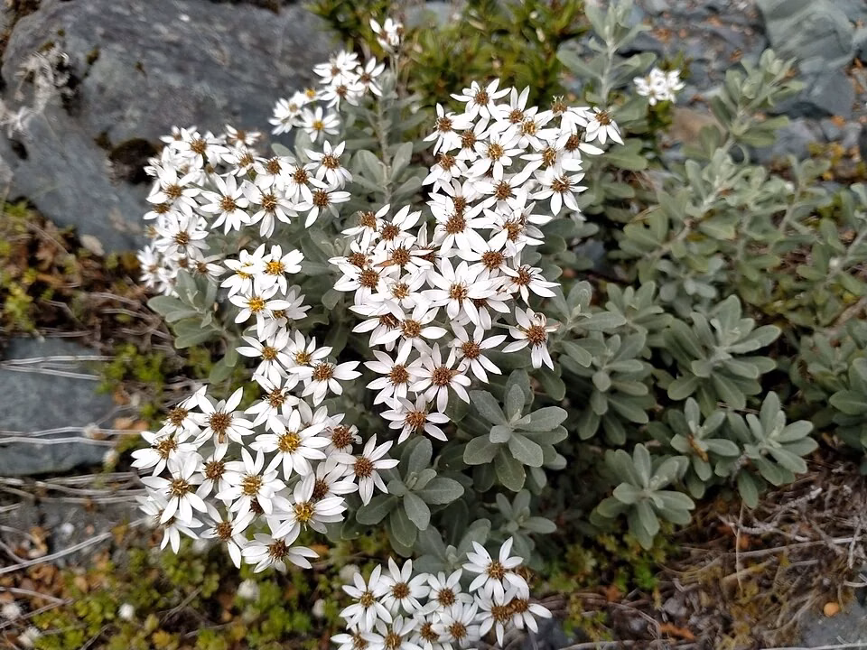 Musky Tree Daisy (Olearia moschata)