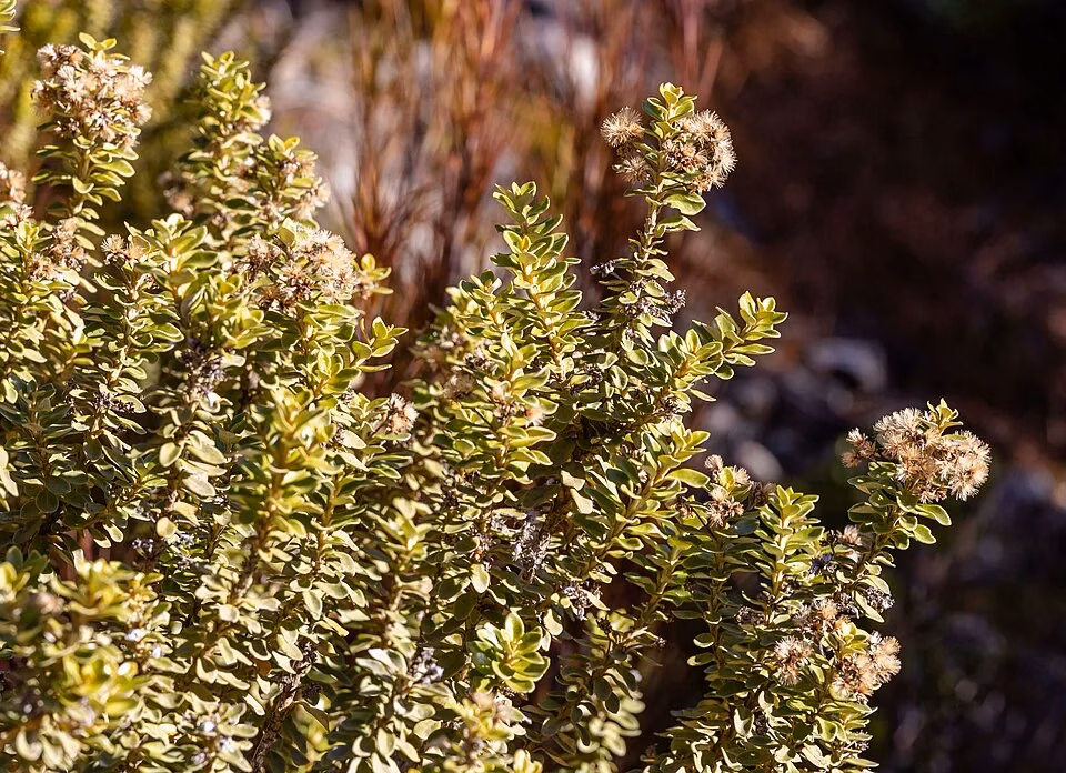 Coin-Leaved Tree Daisy (Olearia nummularifolia)