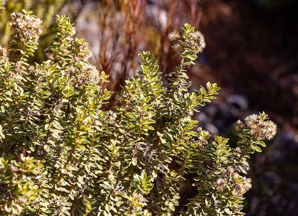 Coin-leaved Tree Daisy (Olearia nummularifolia) showing its distinctive small coin-shaped leaves and compact growth habit