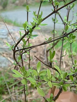 Olearia odorata