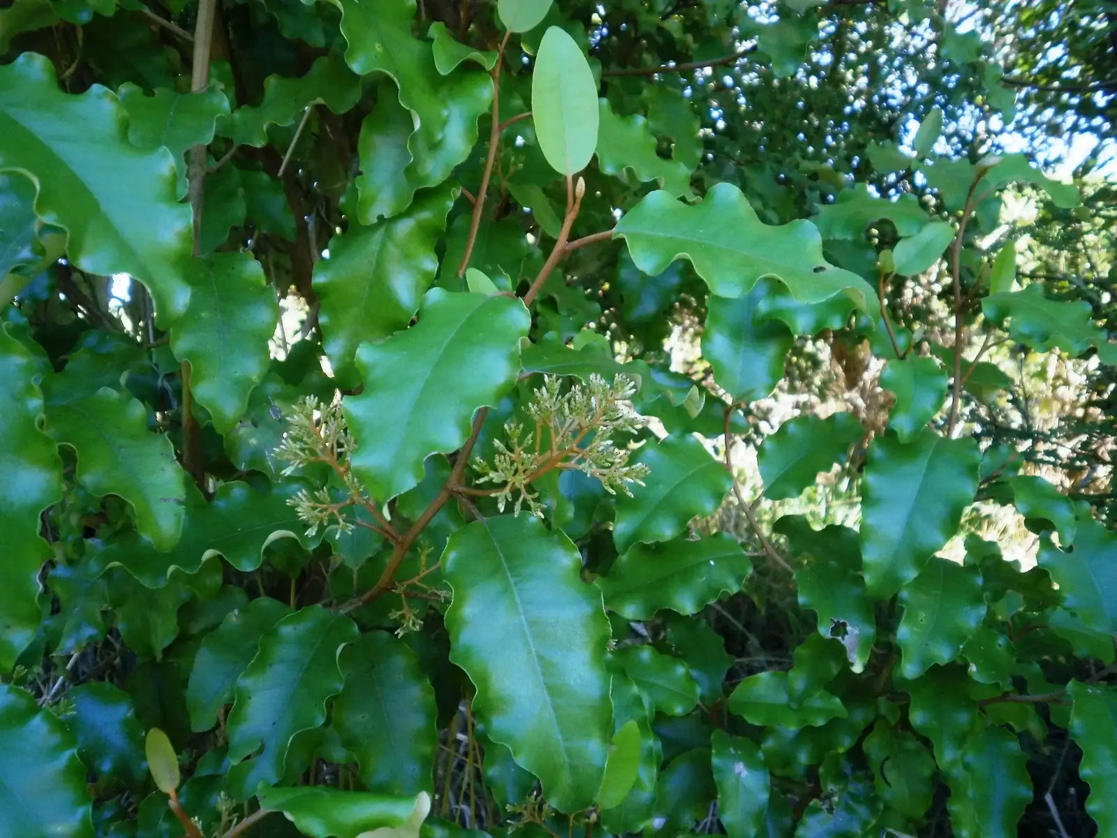 Akiraho (Olearia paniculata)