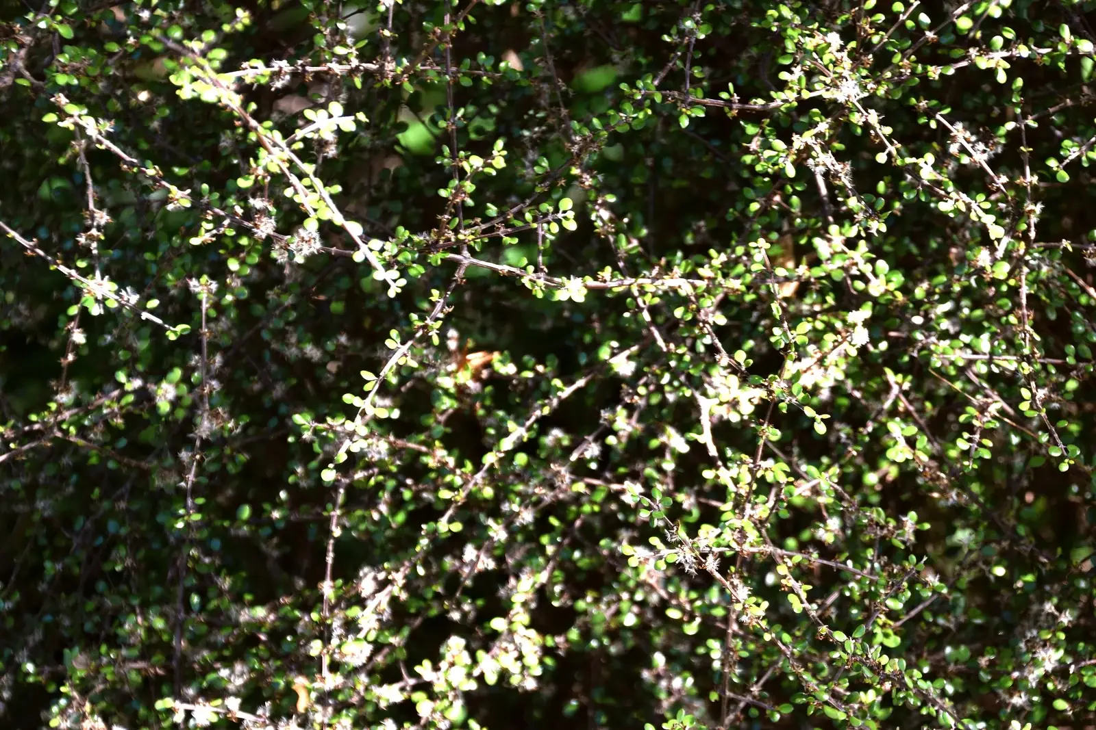 Olearia Polita Native Plant (Olearia polita)
