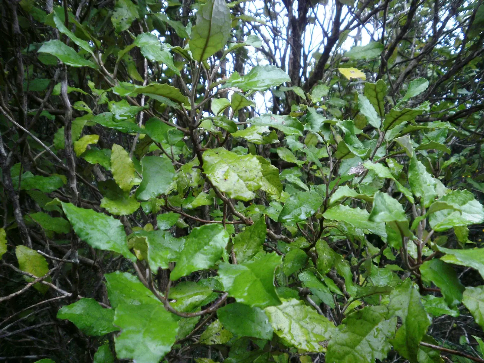 Olearia Rani Native Plant (Olearia rani)
