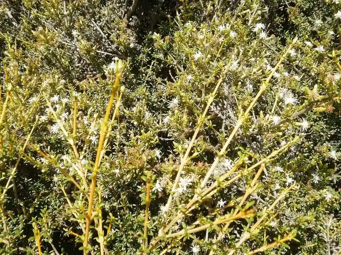 Olearia Solandri