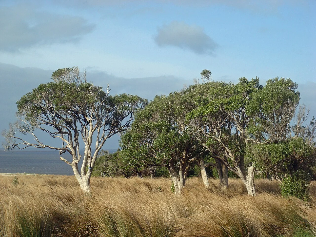 Olearia telmatica shrub with daisy heads near damp habitat