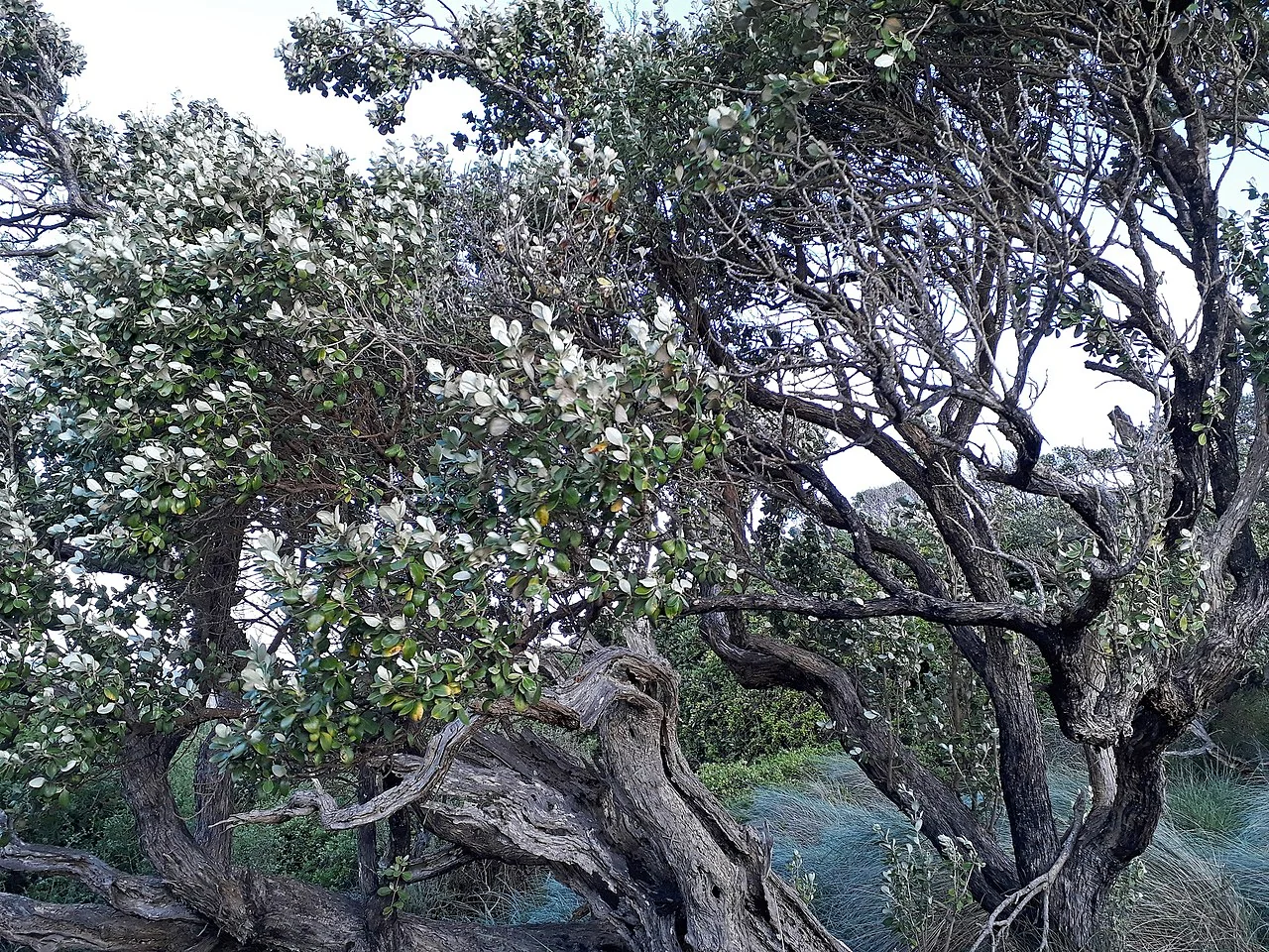 Chatham Island Aster (Olearia traversiorum) hero image