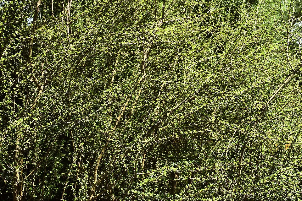 Twiggy Tree Daisy (Olearia virgata) hero image