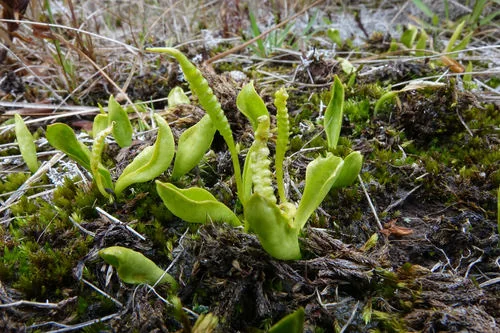 Adder's Tongue (Ophioglossum coriaceum) growing in a damp, open alpine environment
