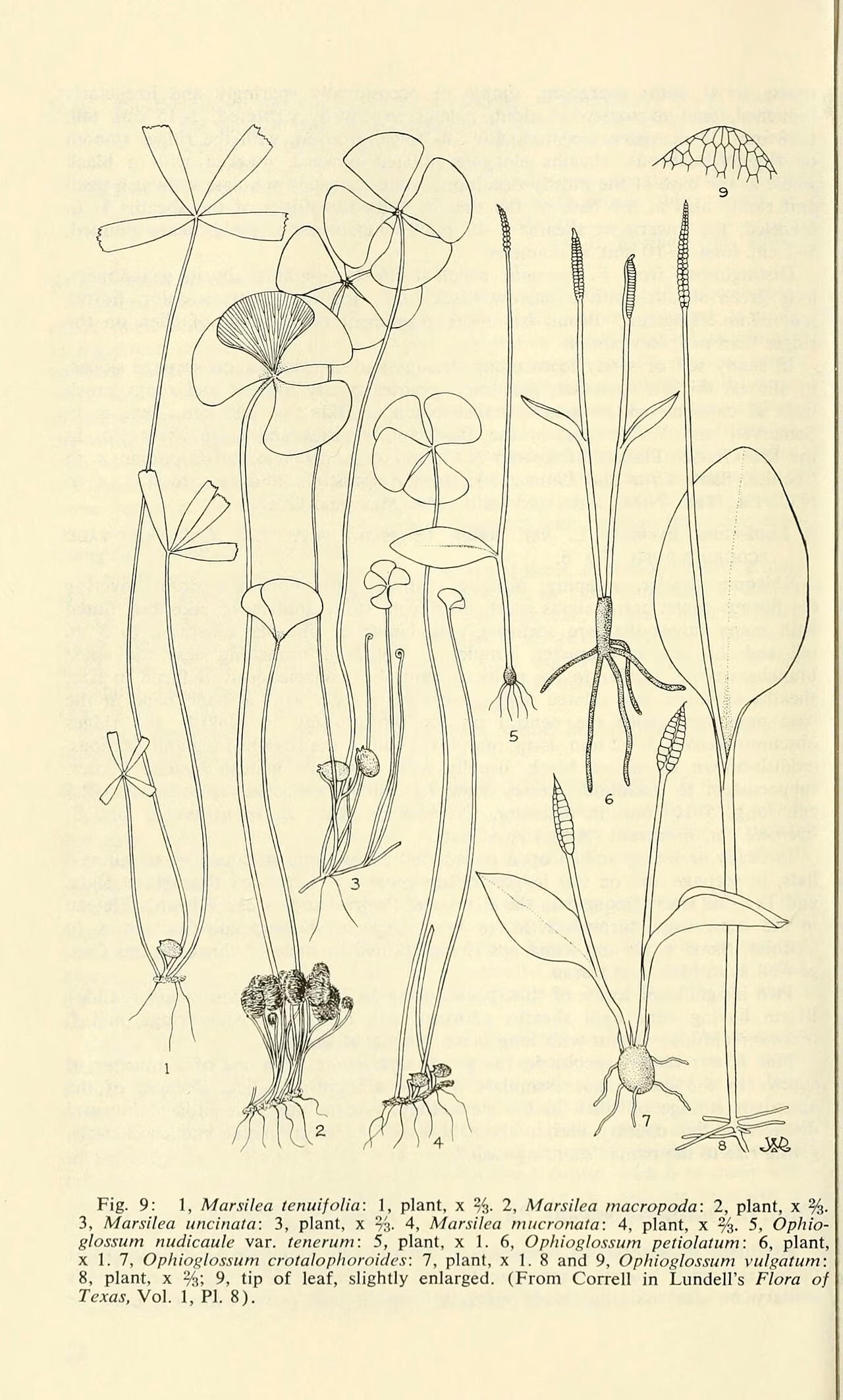 Ophioglossum petiolatum (Ophioglossum petiolatum)