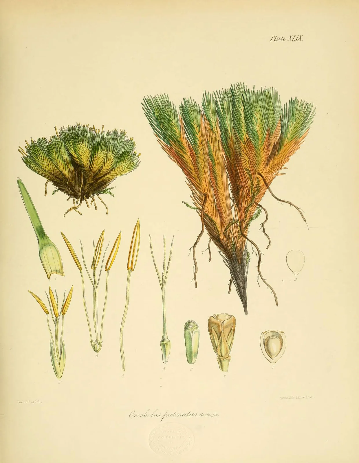 Oreobolus Pectinatus Native Plant (Oreobolus pectinatus)