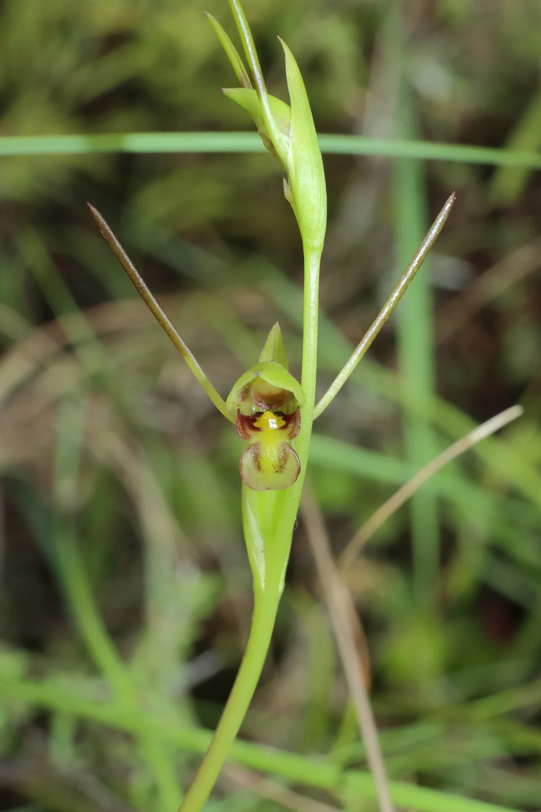 Orthoceras Novae Zeelandiae Native Plant (Orthoceras novae-zeelandiae)