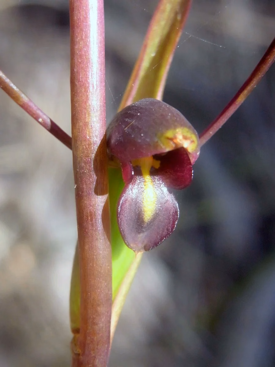 Orthoceras Strictum Native Plant (Orthoceras strictum)