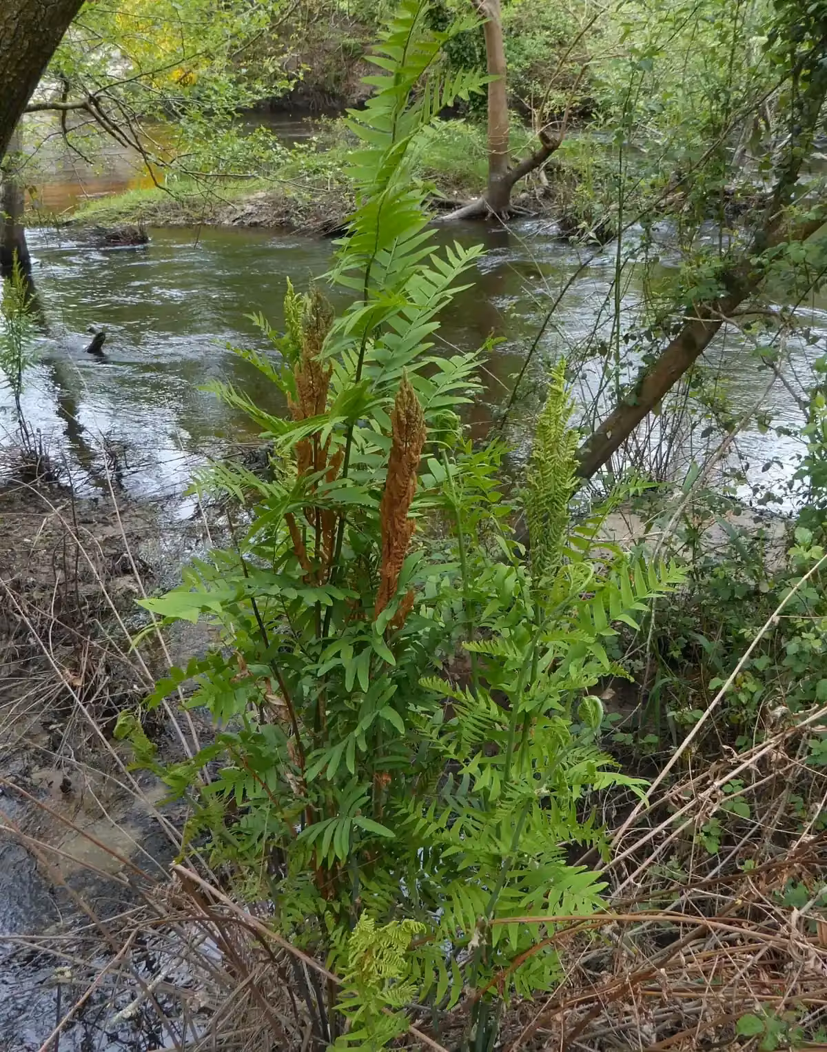 Royal Fern (Osmunda regalis) showing large wetland fern with tall yellow-green fronds and clustered fertile pinnae
