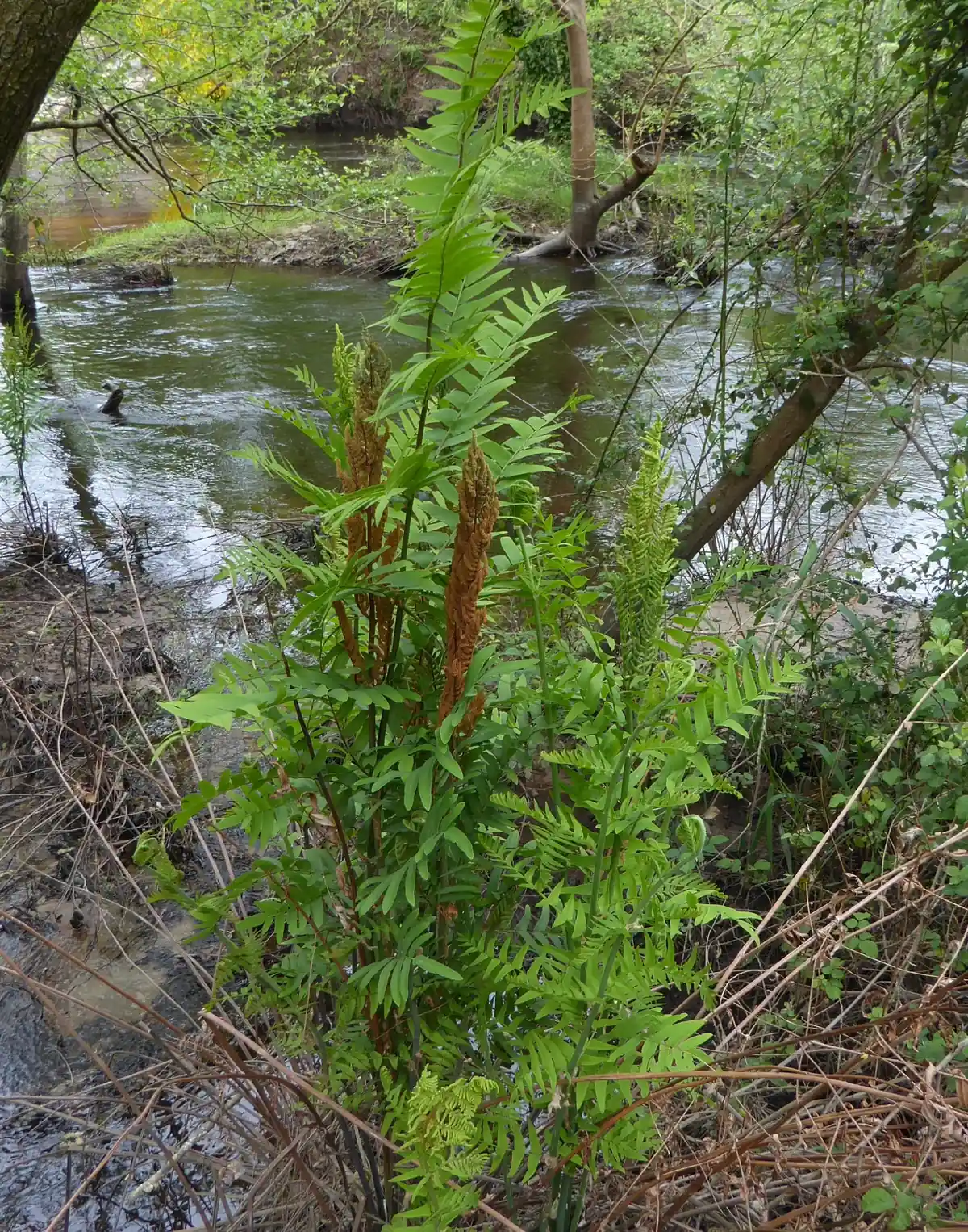 Royal Fern (Osmunda regalis) showing large wetland fern with tall yellow-green fronds and clustered fertile pinnae
