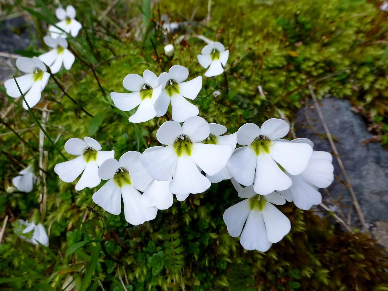 <i>Ourisia caespitosa</i> (<i>Ourisia caespitosa</i>) hero image