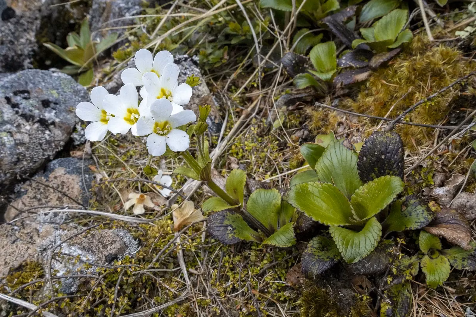 Ourisia Calycina Native Plant (Ourisia calycina)