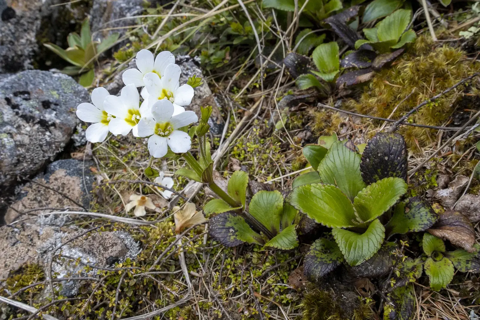 Ourisia Calycina Native Plant (Ourisia calycina)