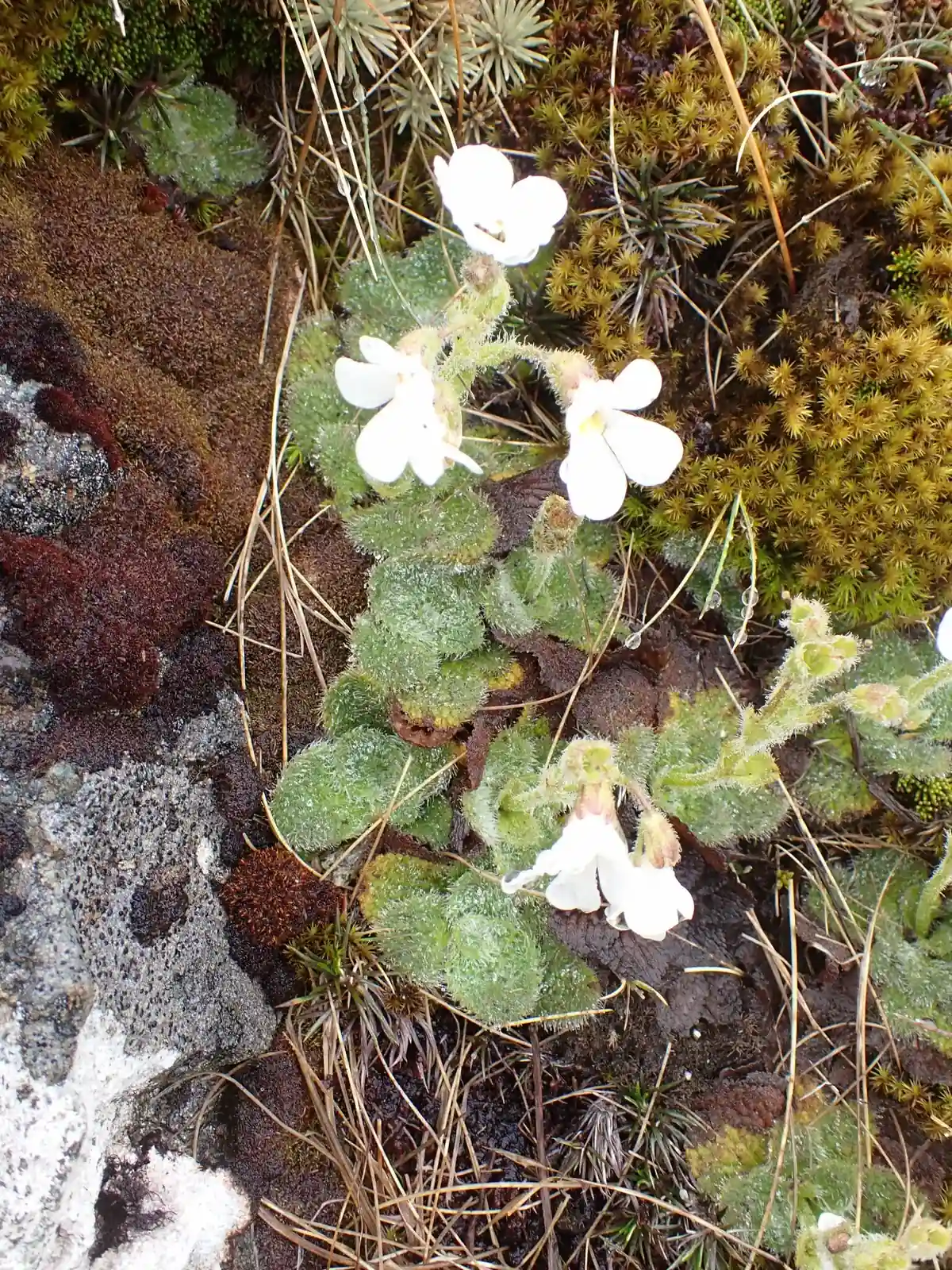 Ourisia Confertifolia Native Plant (Ourisia confertifolia)