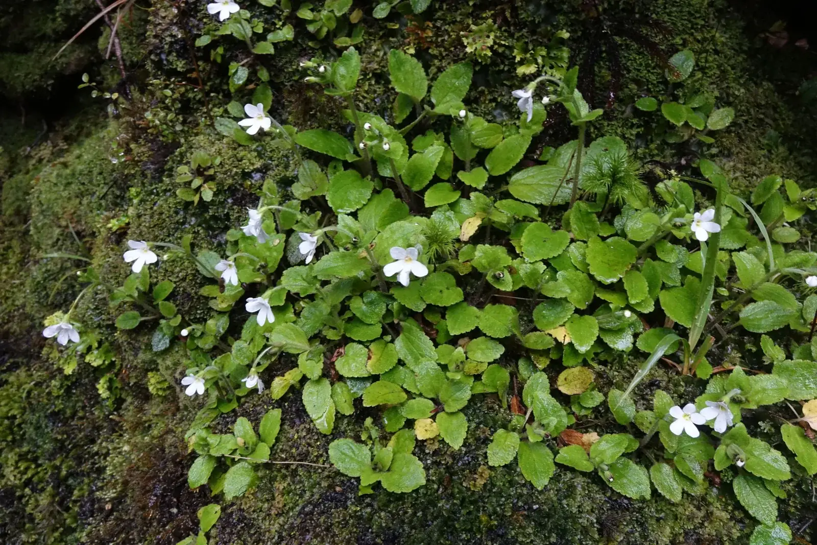 Ourisia Crosbyi Native Plant (Ourisia crosbyi)