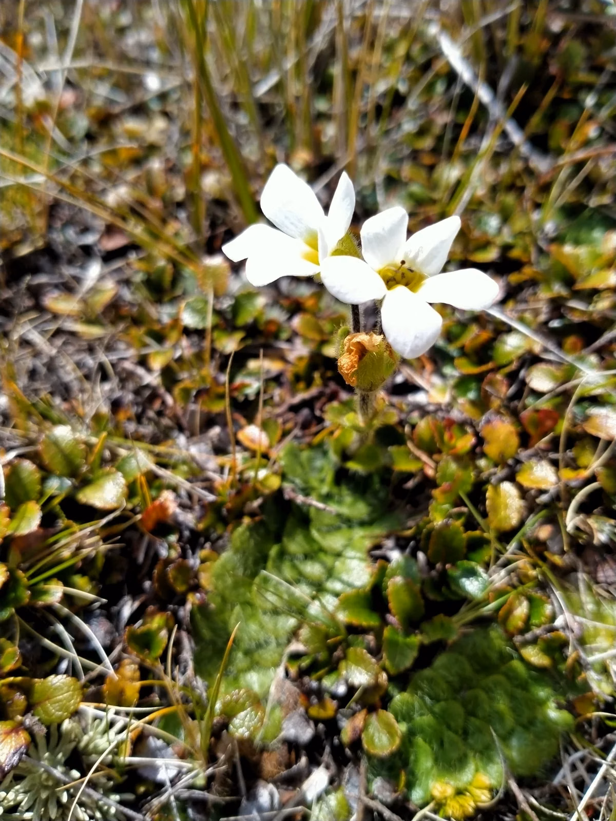 Ourisia Glandulosa Native Plant (Ourisia glandulosa)