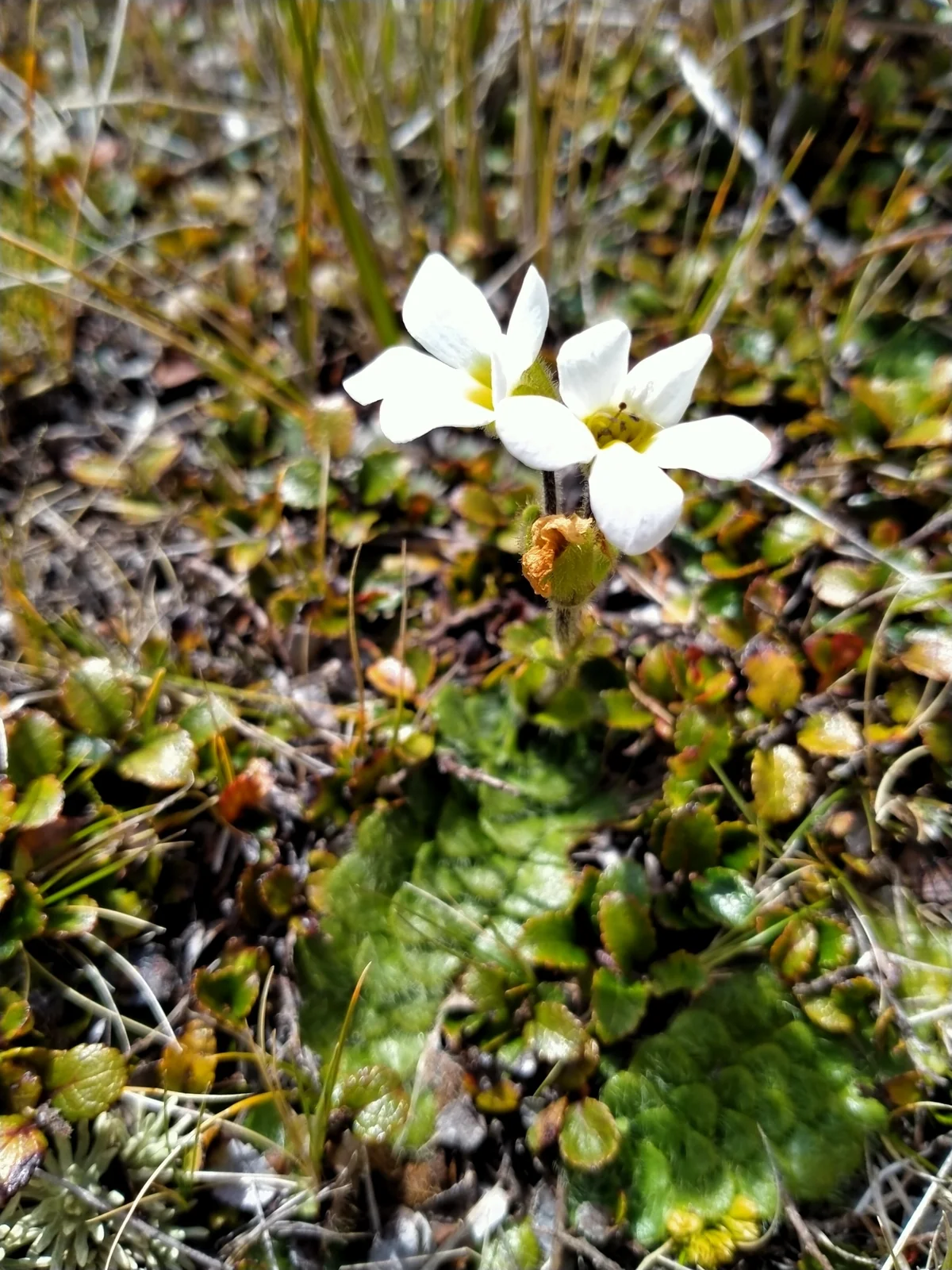 Ourisia Glandulosa Native Plant (Ourisia glandulosa)