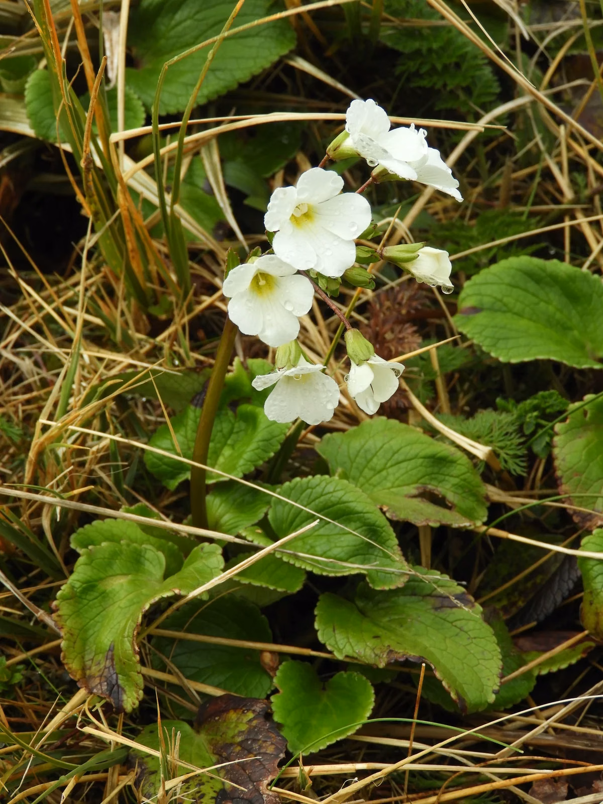 Ourisia Macrocarpa Native Plant (Ourisia macrocarpa)