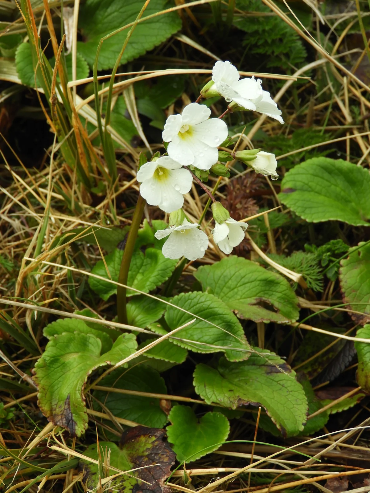 Ourisia Macrocarpa Native Plant (Ourisia macrocarpa)