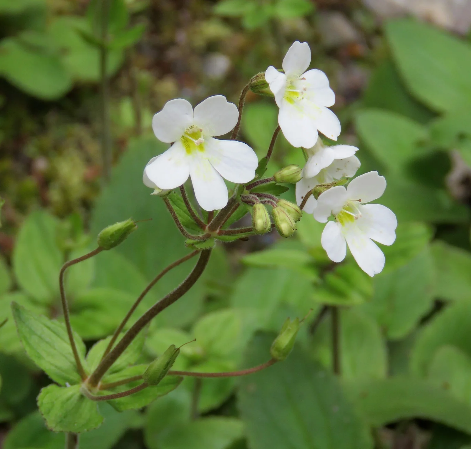 Ourisia Macrophylla Subsp Lactea Native Plant (Ourisia macrophylla subsp. lactea)