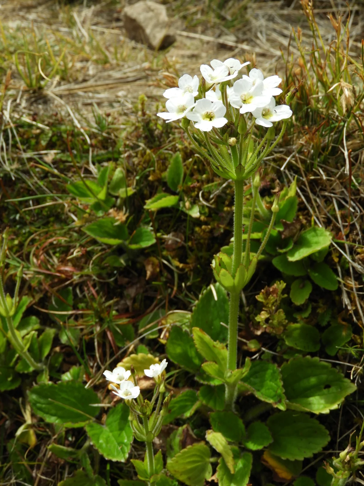 Ourisia Macrophylla Subsp Macrophylla Native Plant (Ourisia macrophylla subsp. macrophylla)