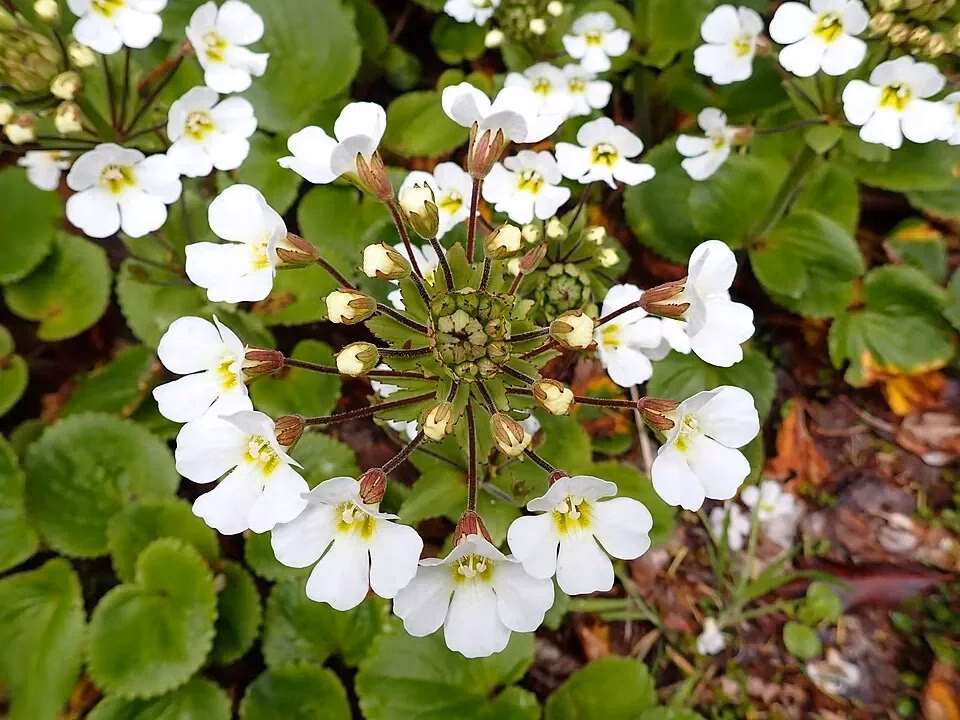 Ourisia Macrophylla