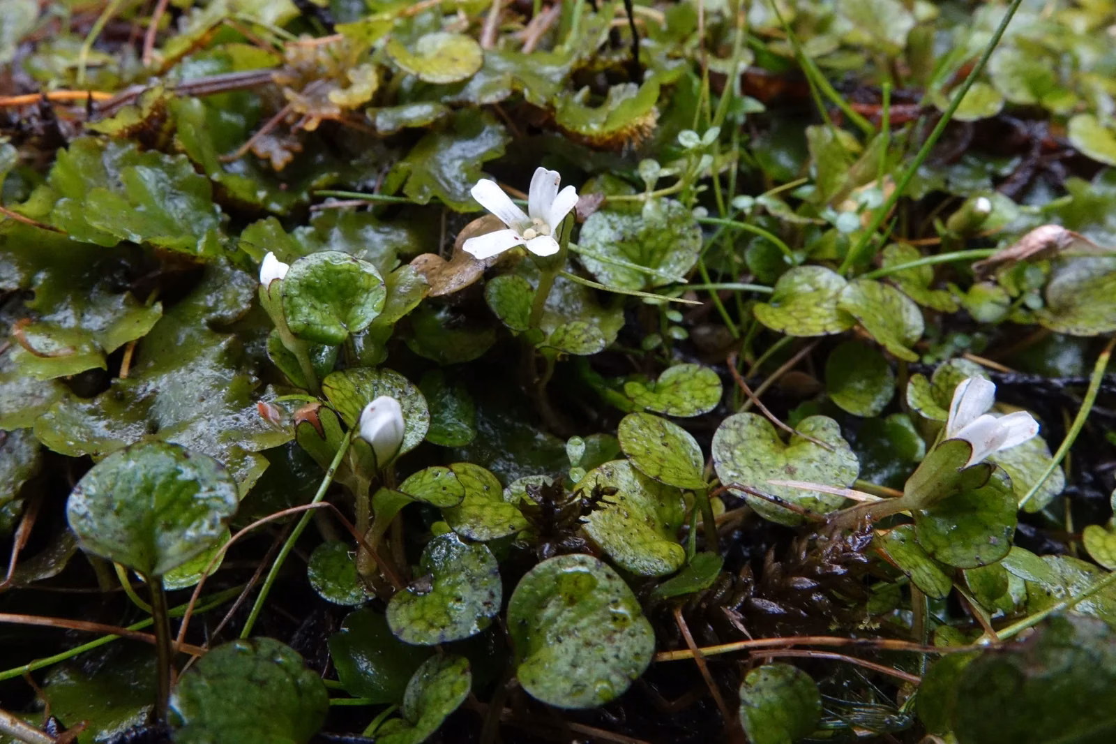 Ourisia Modesta Native Plant (Ourisia modesta)
