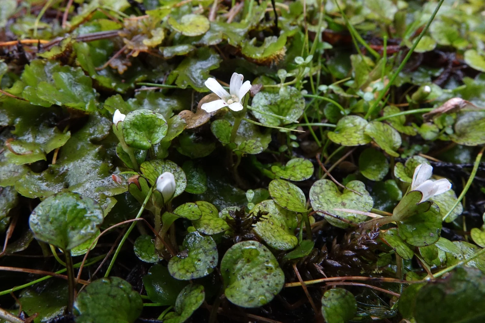 Ourisia Modesta Native Plant (Ourisia modesta)