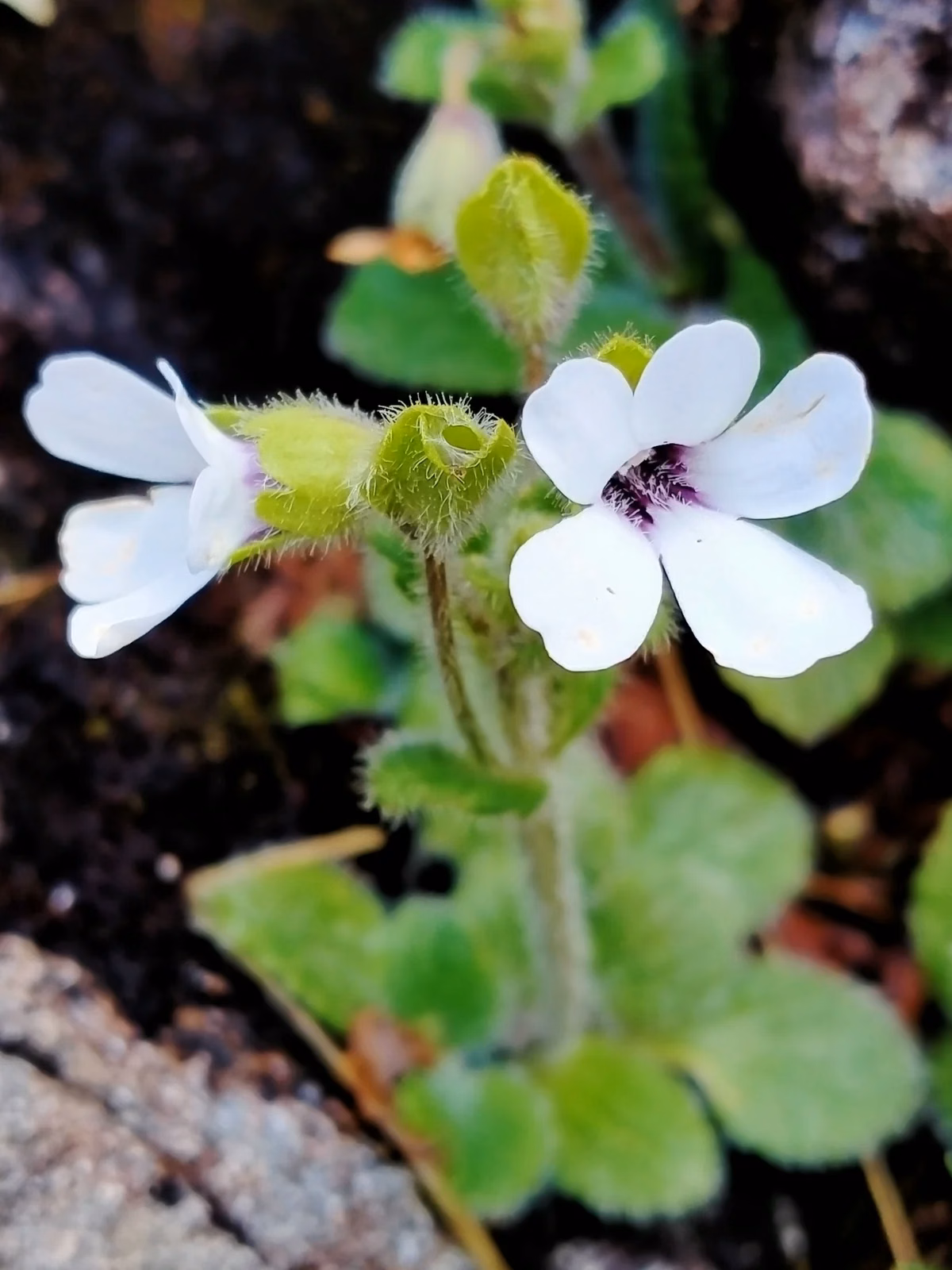 Ourisia Remotifolia Native Plant (Ourisia remotifolia)
