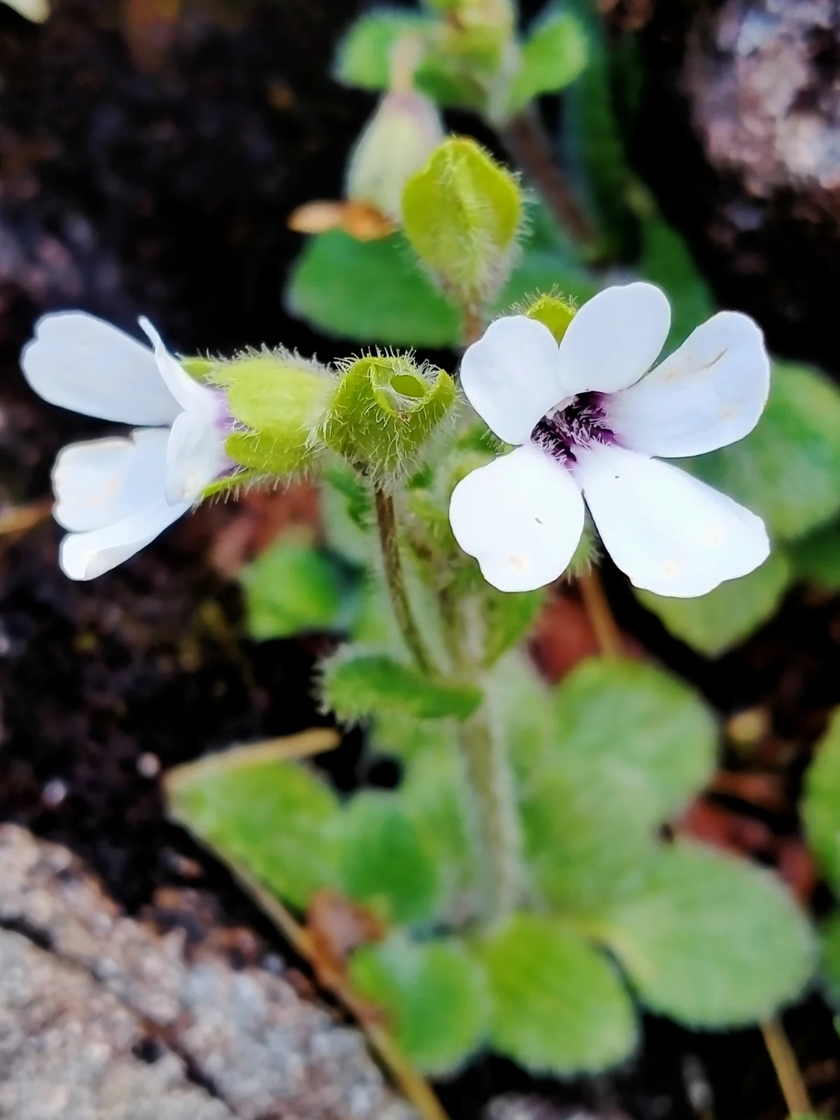 Ourisia Remotifolia Native Plant (Ourisia remotifolia)