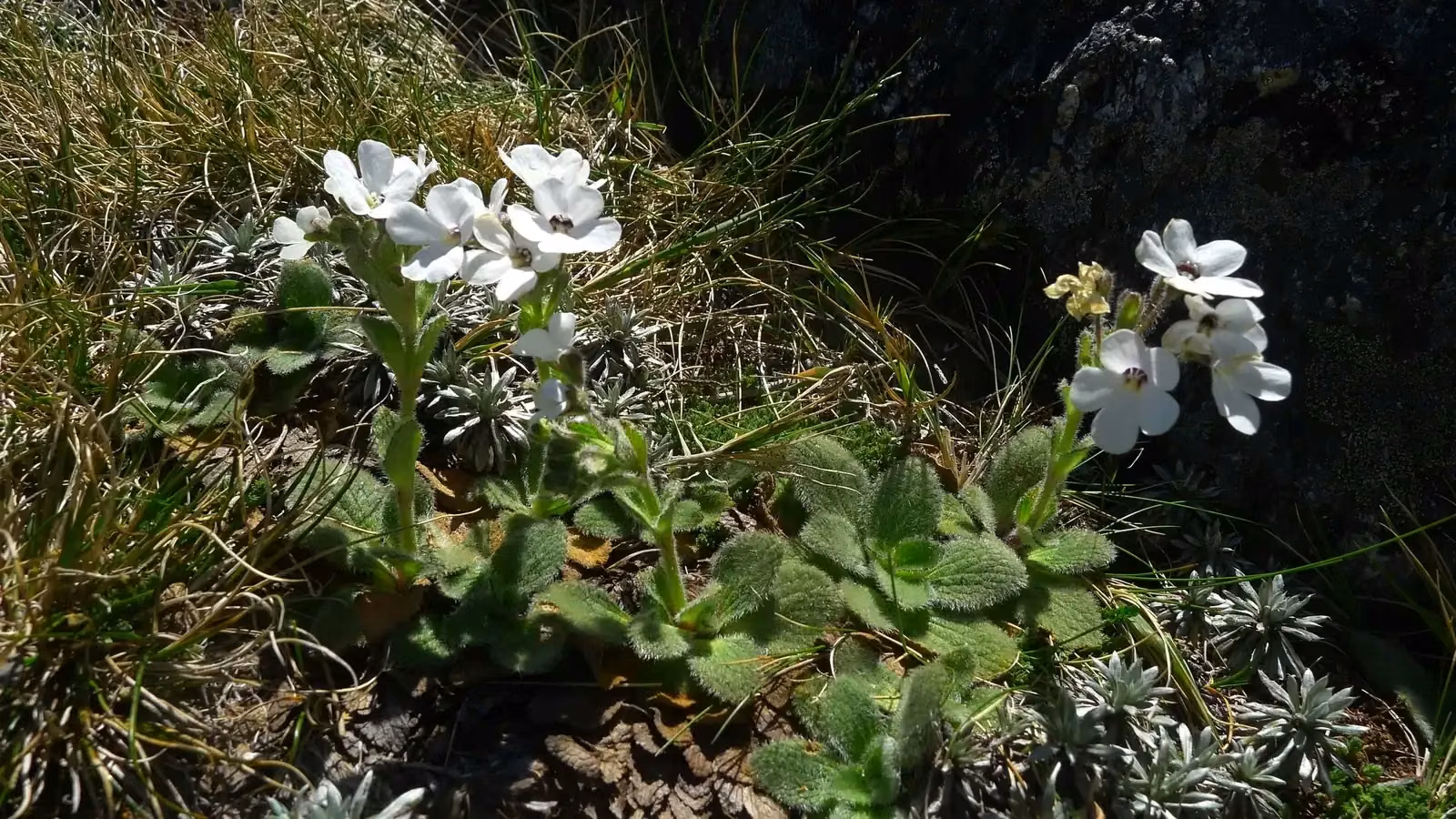 Ourisia Sessilifolia Subsp Sessilifolia Native Plant (Ourisia sessilifolia subsp. sessilifolia)