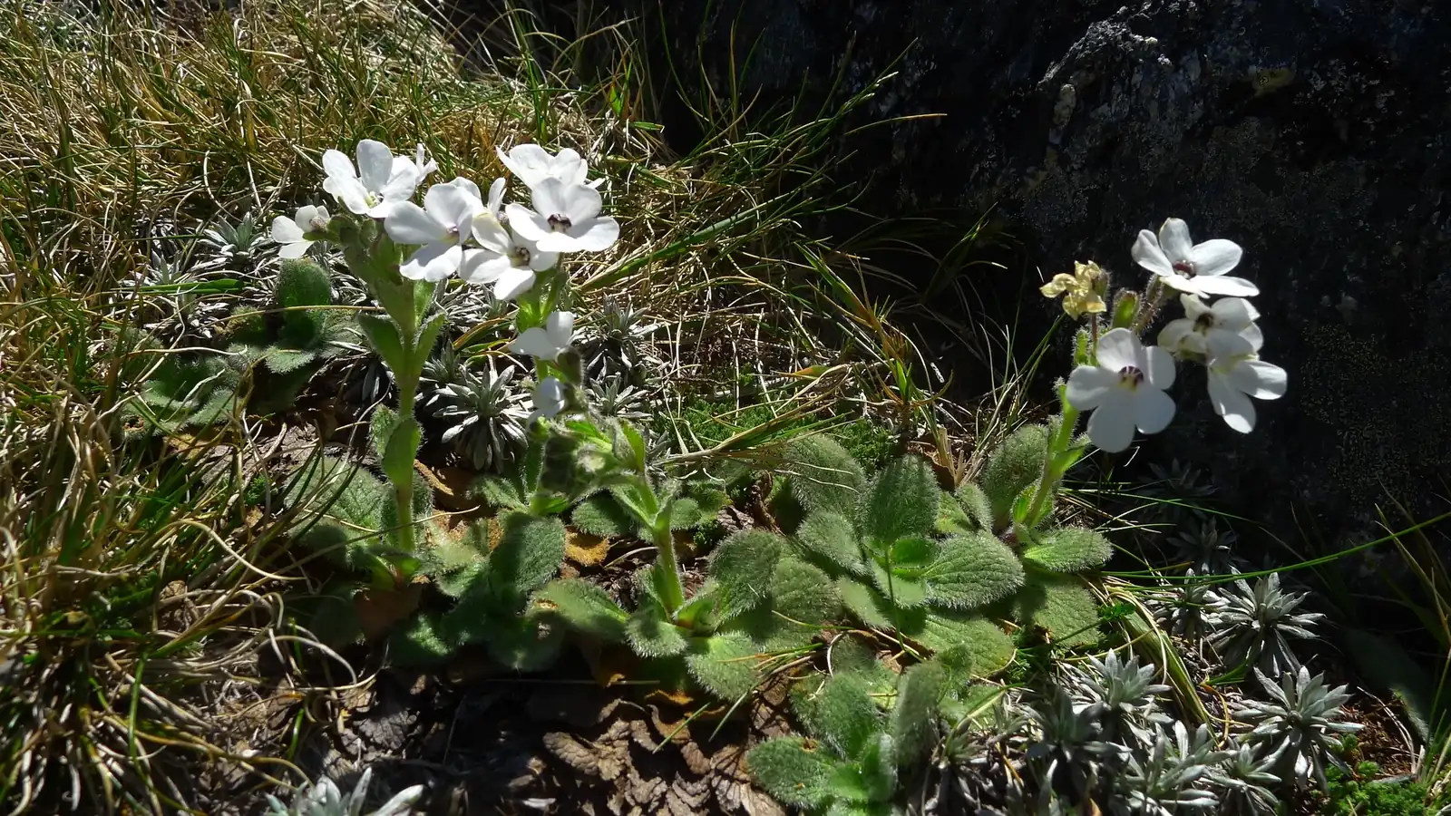 Ourisia Sessilifolia Subsp Sessilifolia Native Plant (Ourisia sessilifolia subsp. sessilifolia)