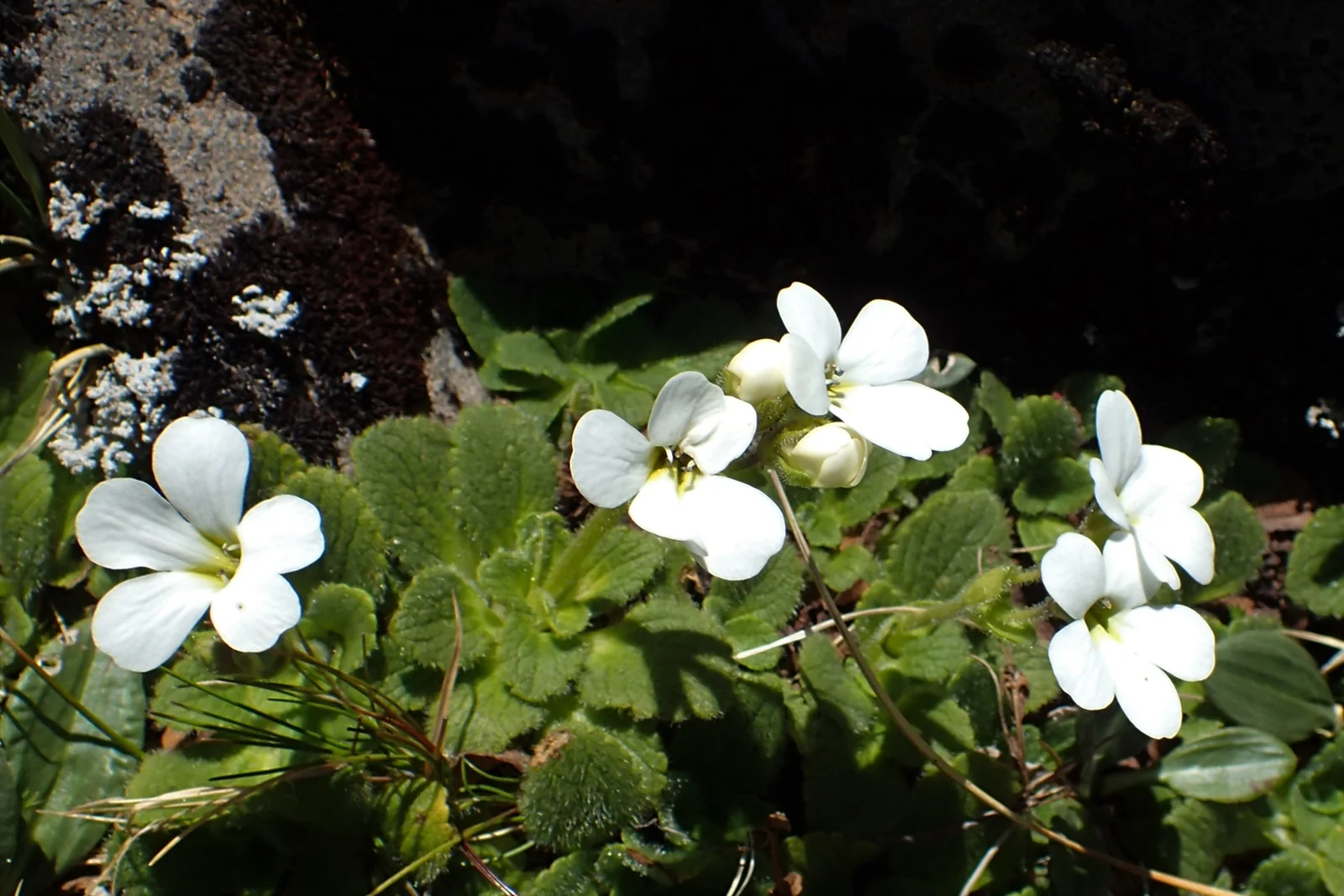 Ourisia Simpsonii Native Plant (Ourisia simpsonii)