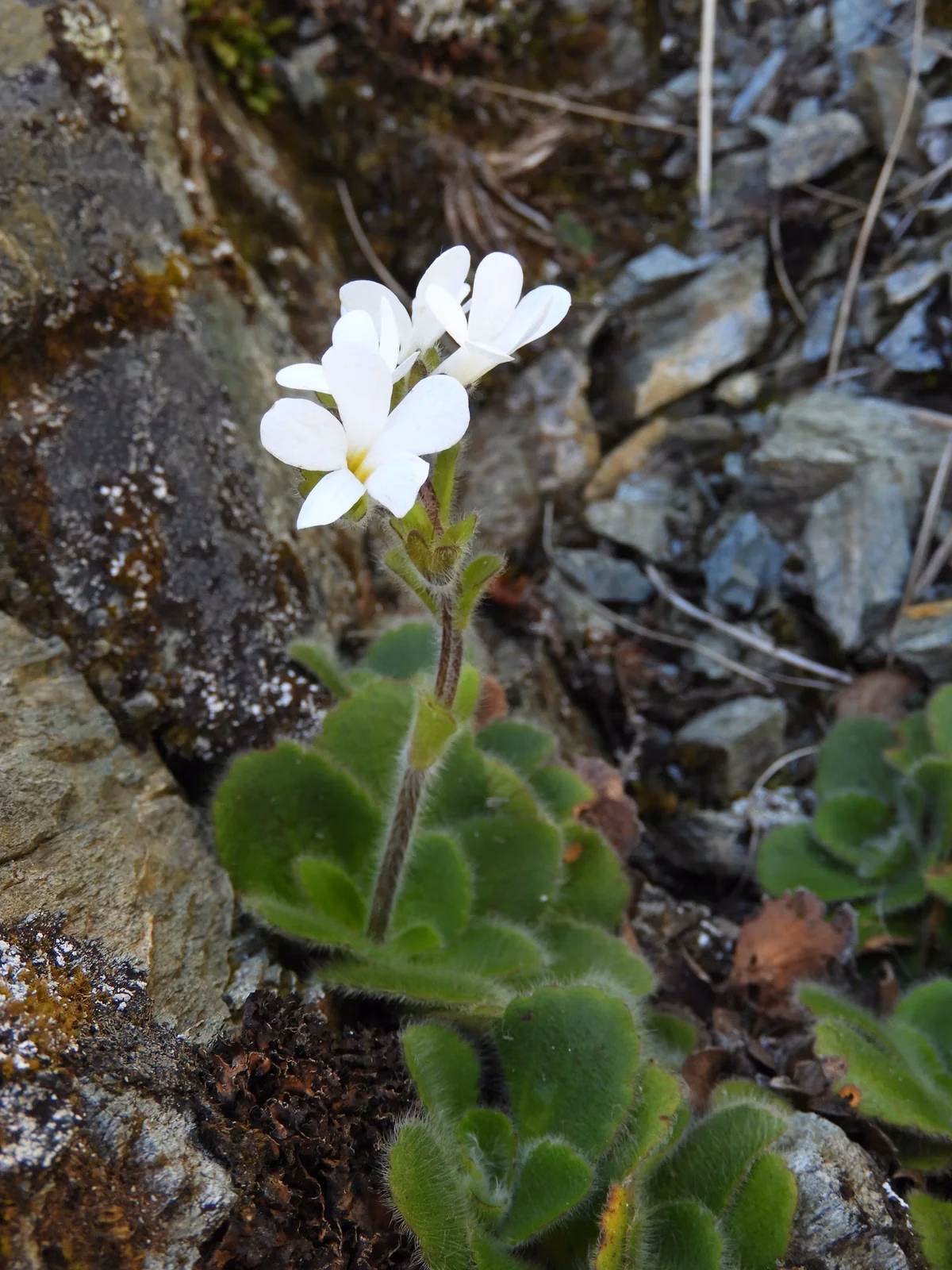 Ourisia Spathulata Native Plant (Ourisia spathulata)