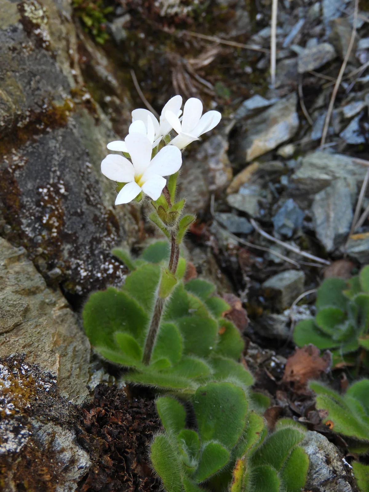 Ourisia Spathulata Native Plant (Ourisia spathulata)