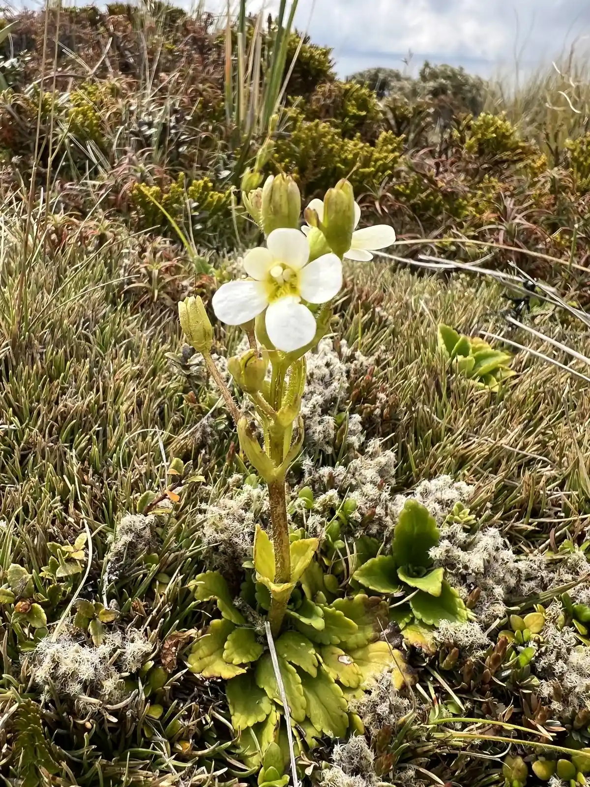 Ourisia Vulcanica Native Plant (Ourisia vulcanica)
