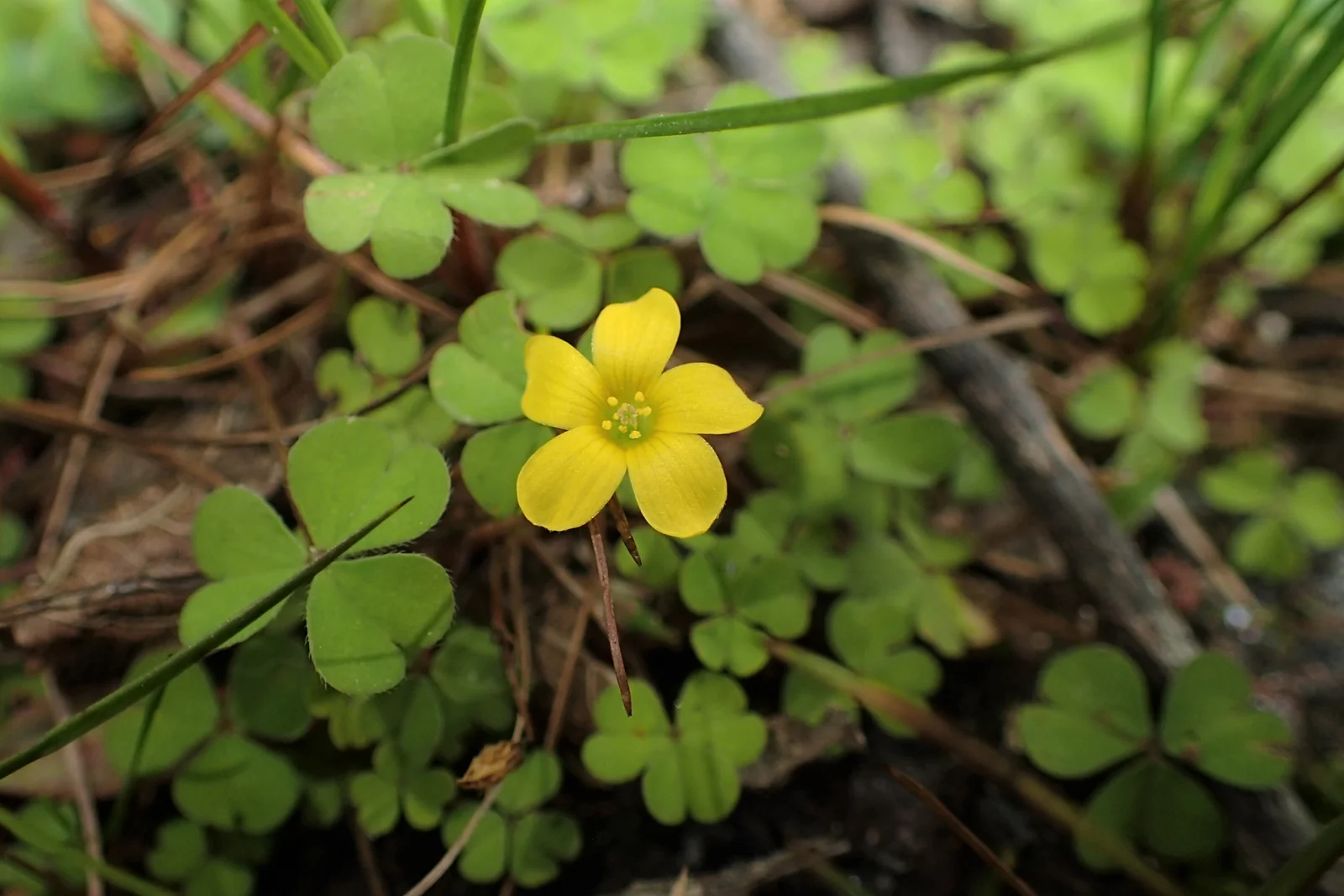 Oxalis Exilis Native Plant (Oxalis exilis)