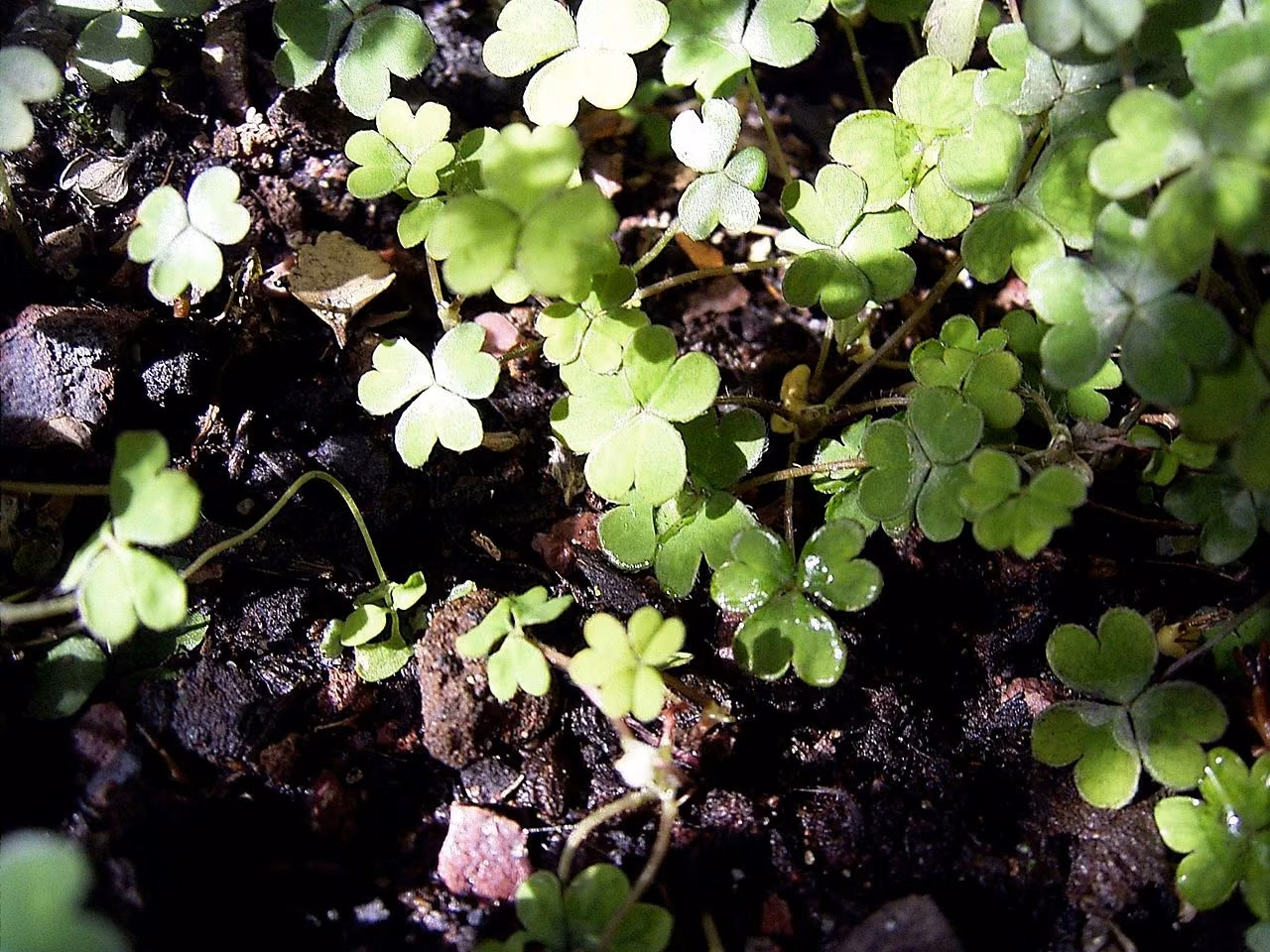 Oxalis magellanica (Oxalis magellanica)