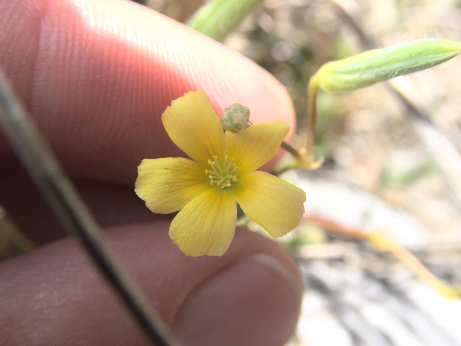 Oxalis Rubens Native Plant (Oxalis rubens)