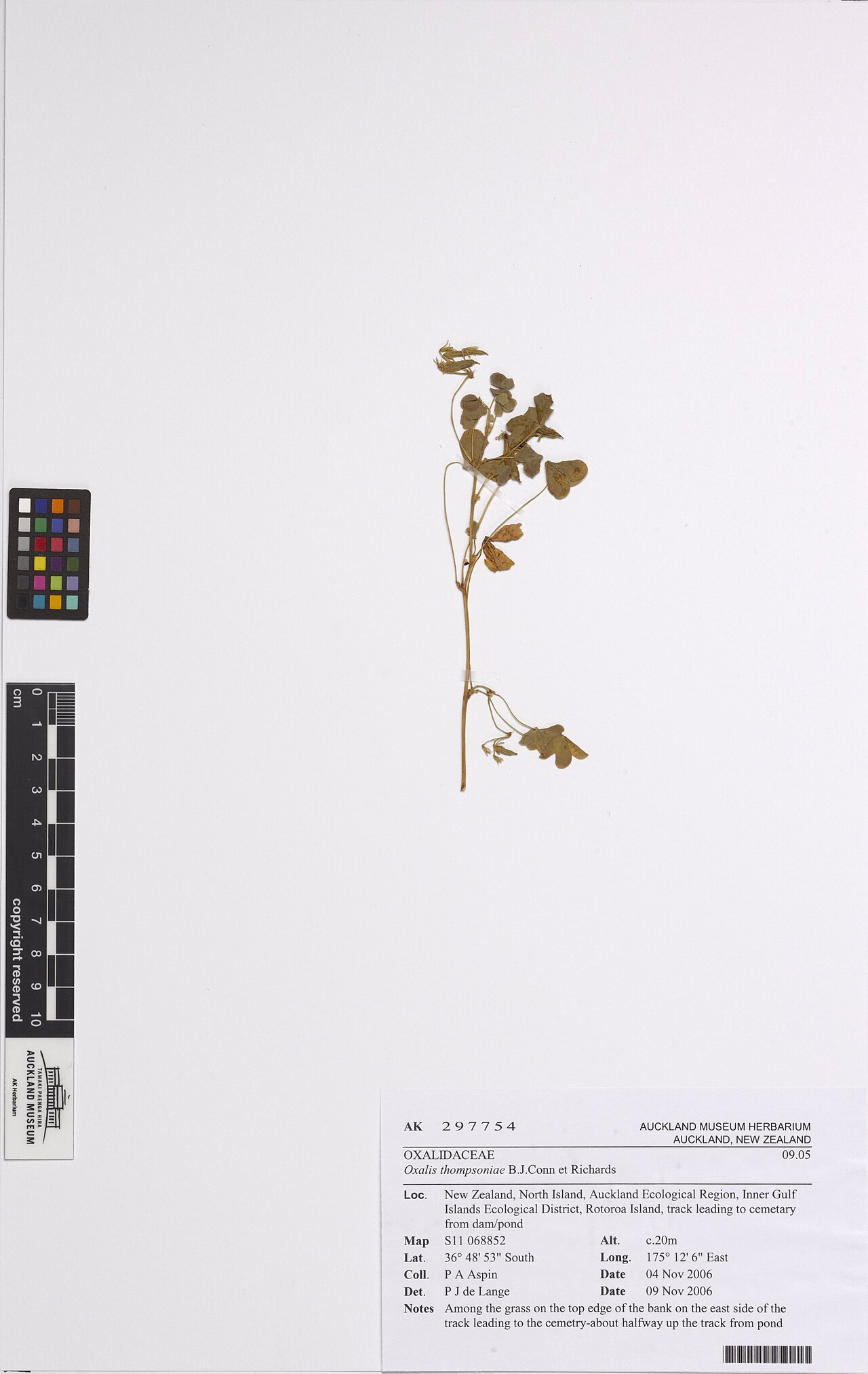 Oxalis thompsoniae (Oxalis thompsoniae)