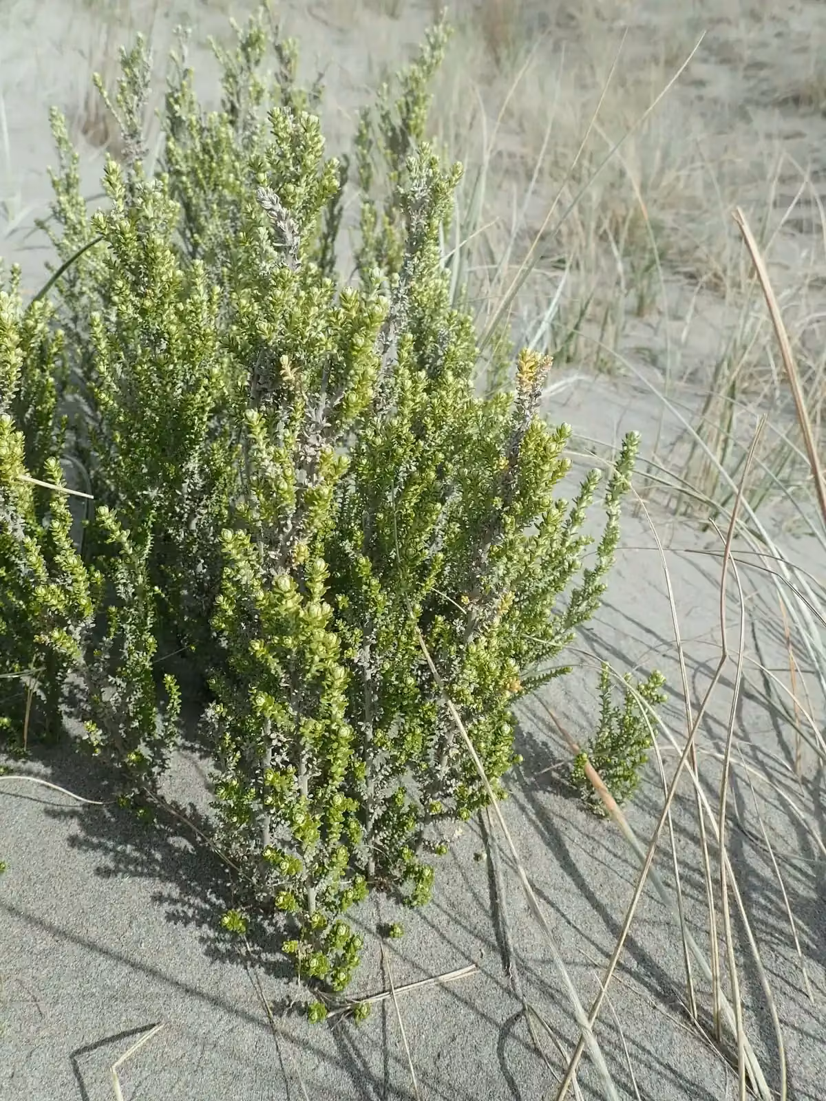 Tauhinu (Ozothamnus leptophyllus)
