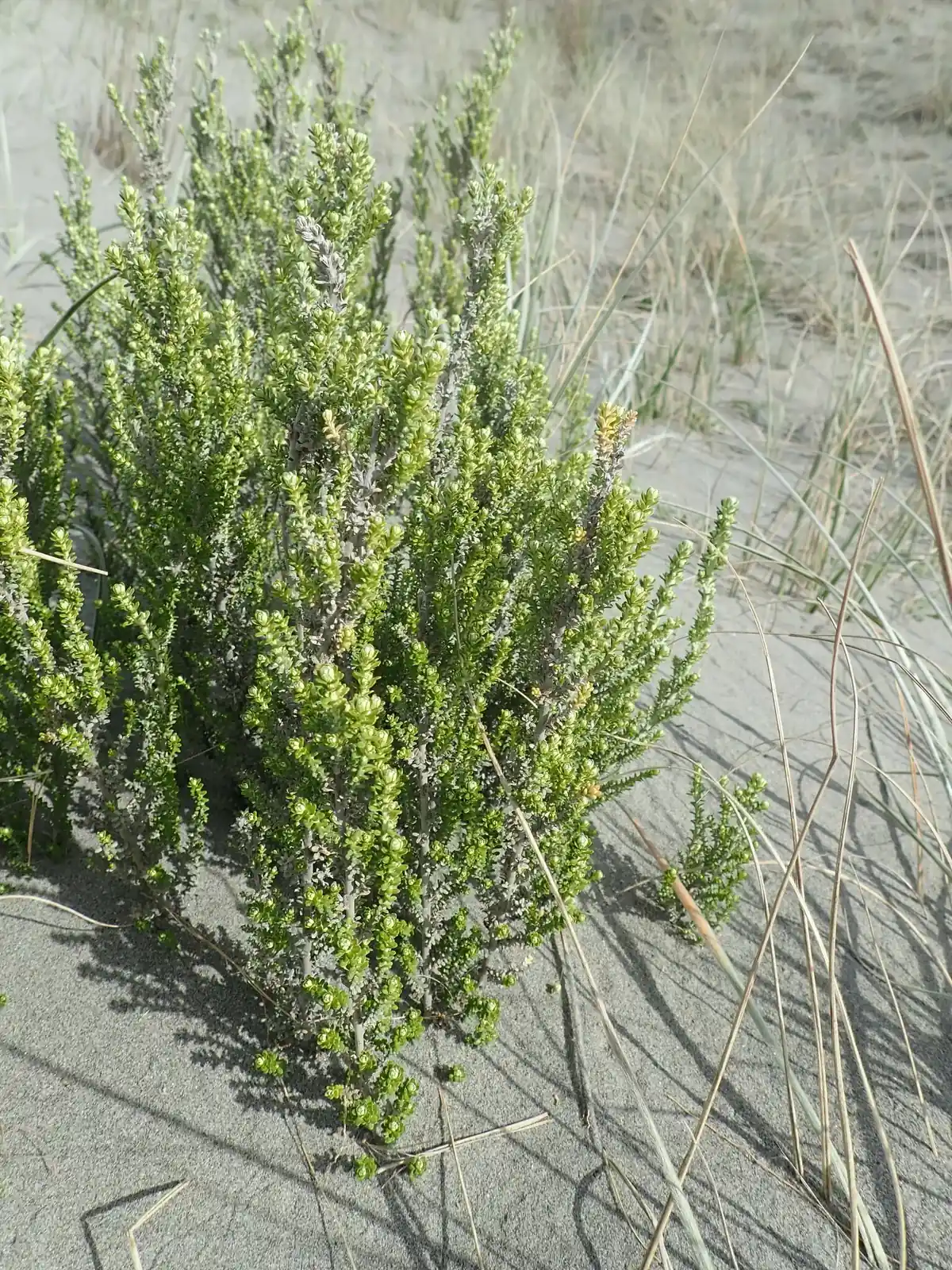 Tauhinu (Ozothamnus leptophyllus)